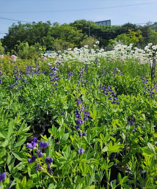 밥티시아 