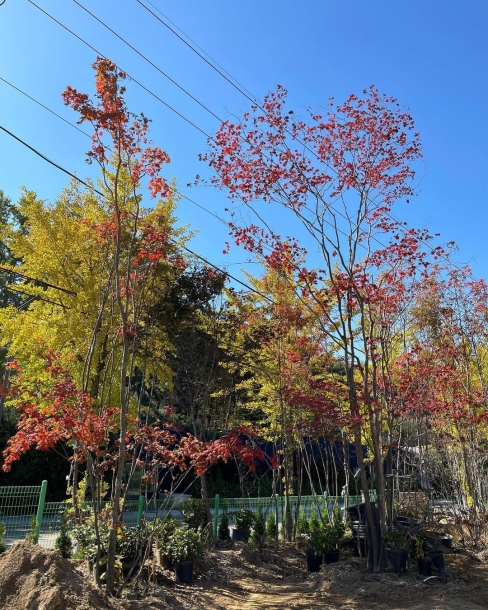 산단풍