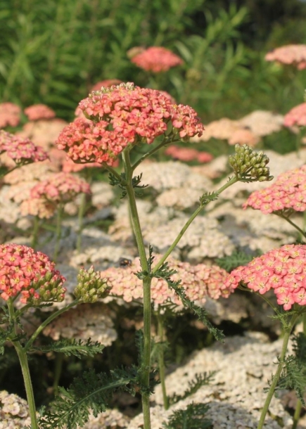 톱풀'살몬뷰티'