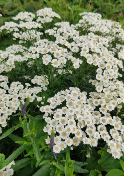 큰톱풀'더치딜라이트'