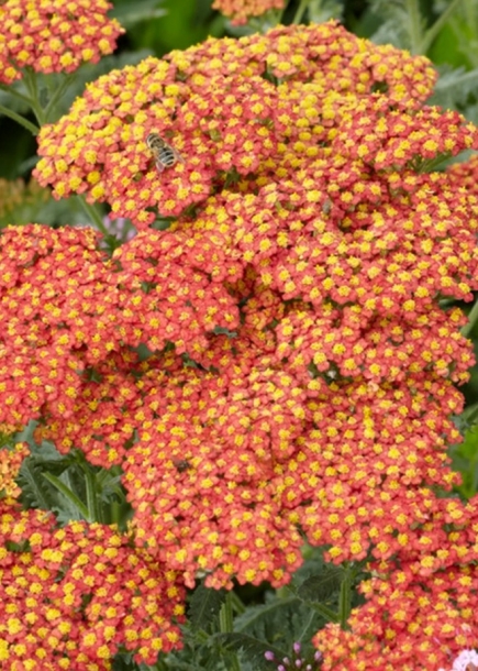 서양톱풀'발터풍케'