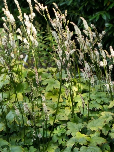 촛대승마'실버댄스'