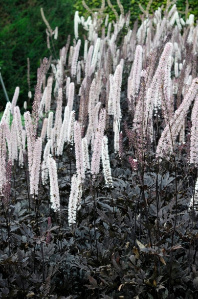 자엽촛대승마'브루넷'