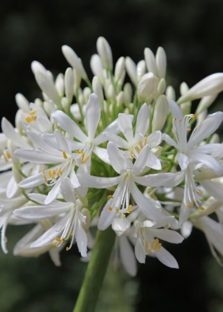 아가판서스'알버스'