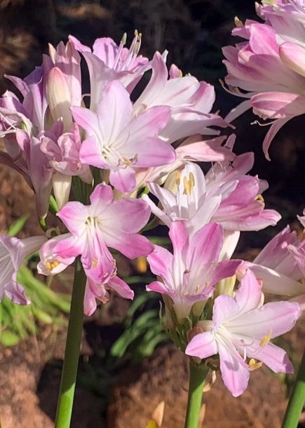 아가판서스'블러쉬핑크'