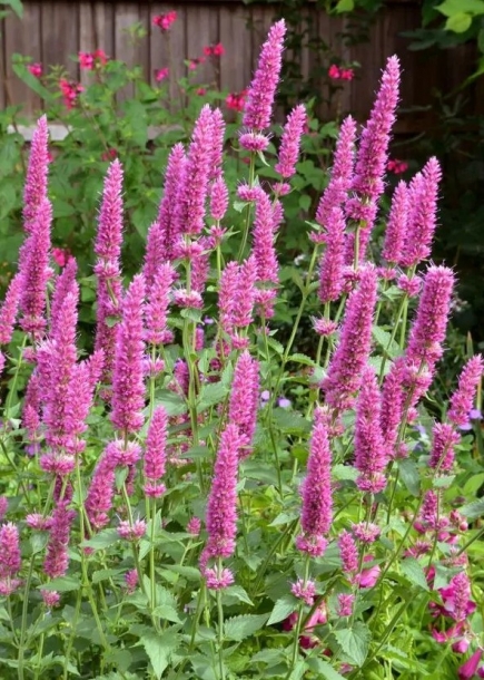 배초향'데니시딜라이트'