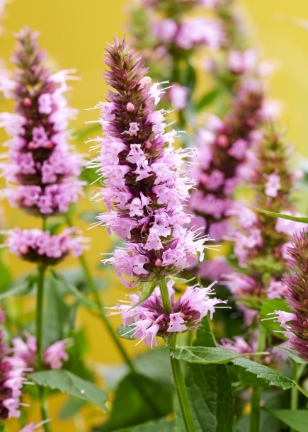 배초향'빌리셔스핑크'