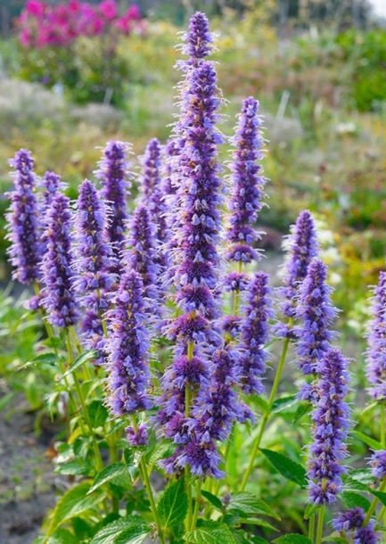 배초향'블루포춘'