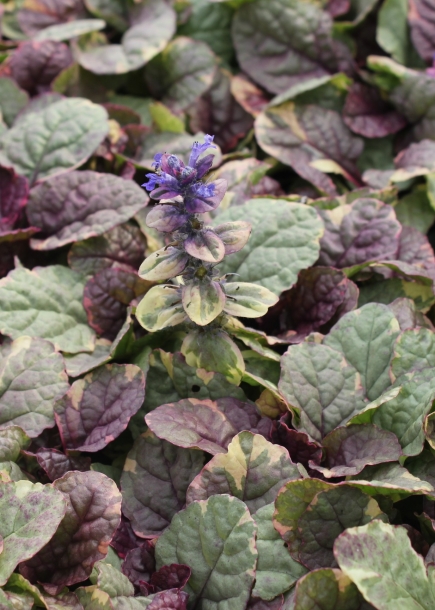 아주가'버건디글로우'