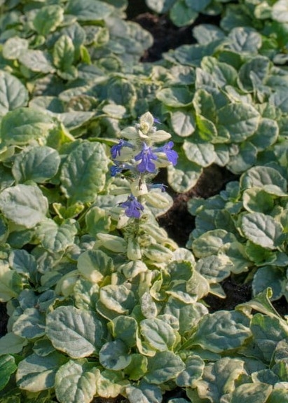 아주가'바리에가타'