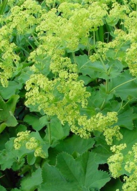 알케밀라몰리스'셀렉트'