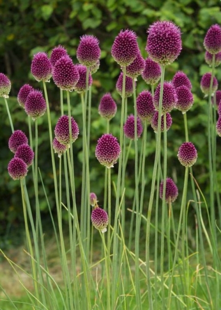 알리움 드럼스틱