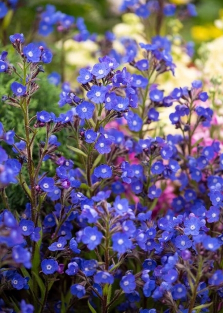 안추사'로던로얄리스트'