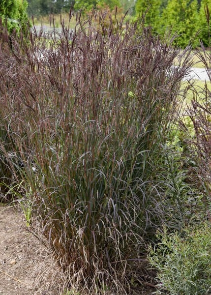 '안드로포곤'블랙호크스'(빅블루스템)