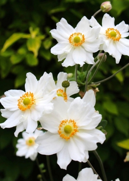 아네모네'휠윈드'