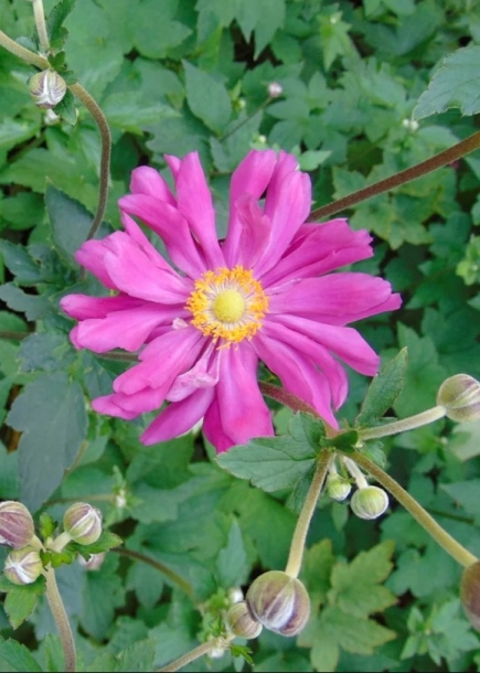 아네모네'프린츠하인리히'