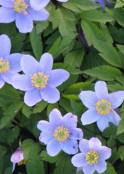 아네모네'로빈소니아나'