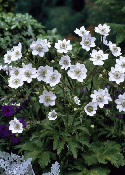 '아네모네'레베일레'