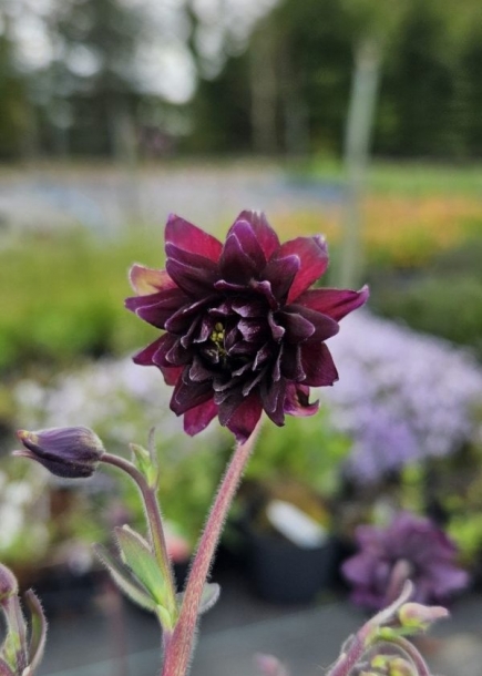 새매발톱'블랙발로'