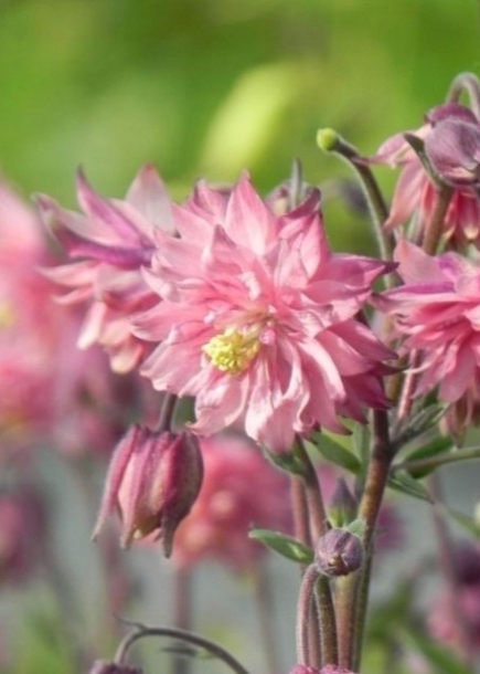 새매발톱'로즈발로'