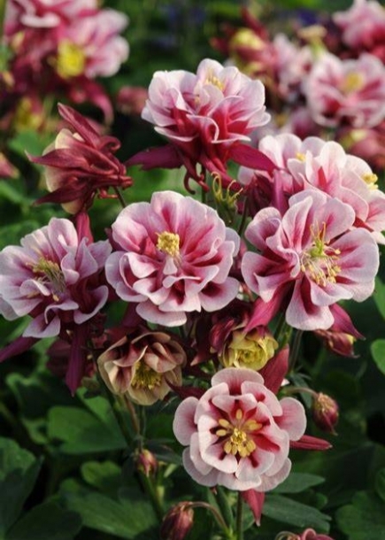 매발톱'윙키더블레드앤화이트'