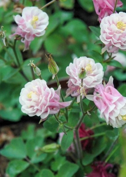 매발톱'윙키더블핑크앤화이트'