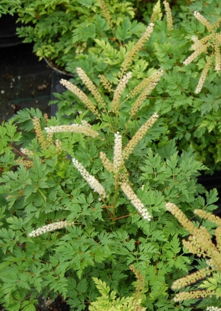 개승마'기니폴'