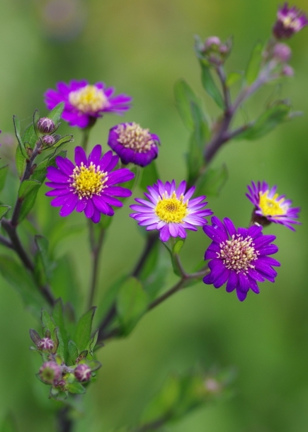 까실쑥부쟁이'에조무라사키'
