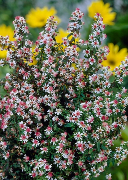 아스타'프린스'