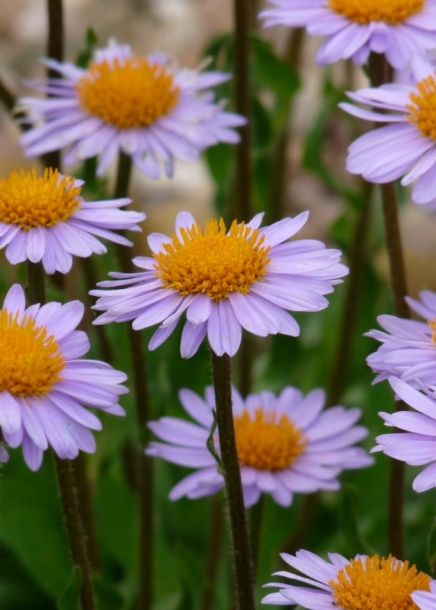 아스타'워트벅스텀'