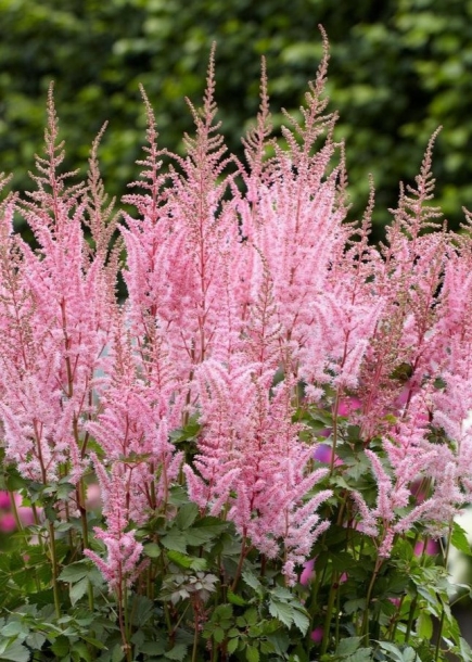 아스틸베'마이티핍'