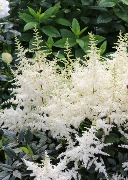 아스틸베'엘리'