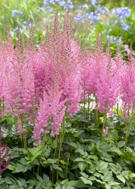 아스틸베'비전인핑크'