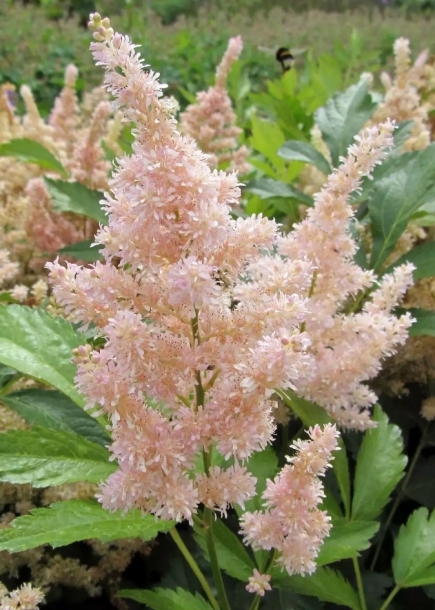 아스틸베'유로파'