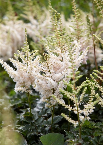 아스틸베'비전인화이트'