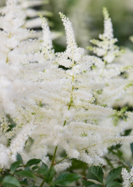 아스틸베'워싱턴'