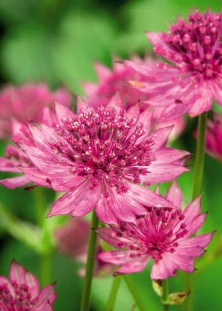 아스트란시아'로마'