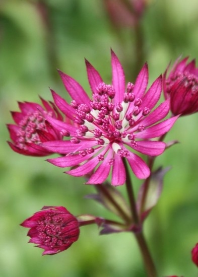 아스트란시아'루비웨딩'