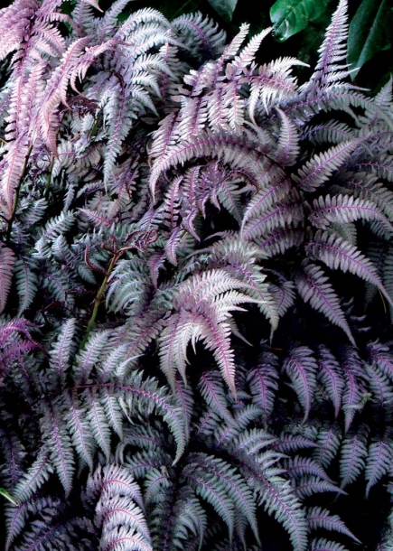 개고사리'버건디레이스'