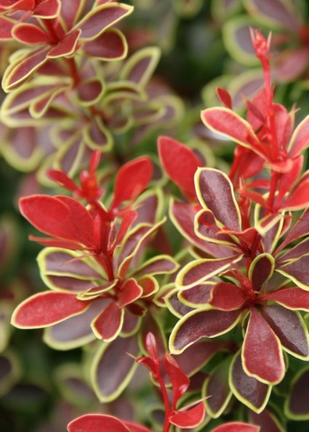 매자나무'애드머레이션'