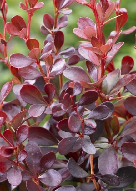 매자나무'다츠스레드레이디'