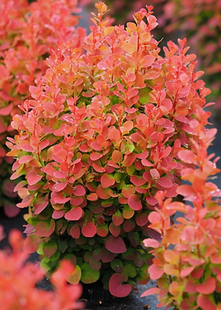 매자나무'플로렌스'