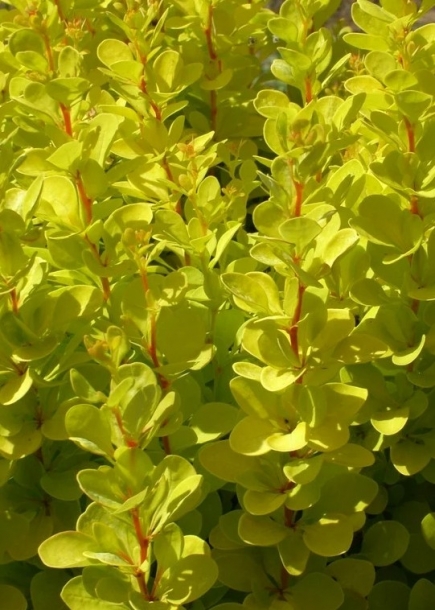 매자나무'마리아'