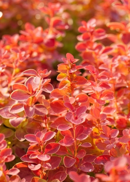 매자나무'오렌지아이스'