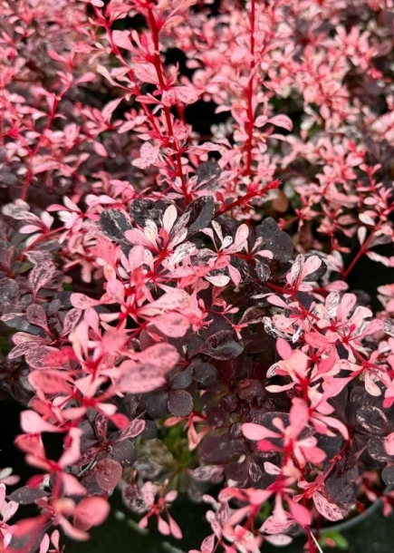 매자나무'핑크버드'