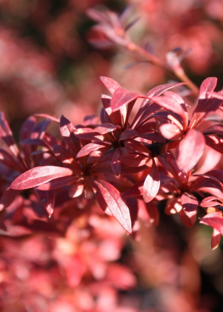 매자나무'레드드림'