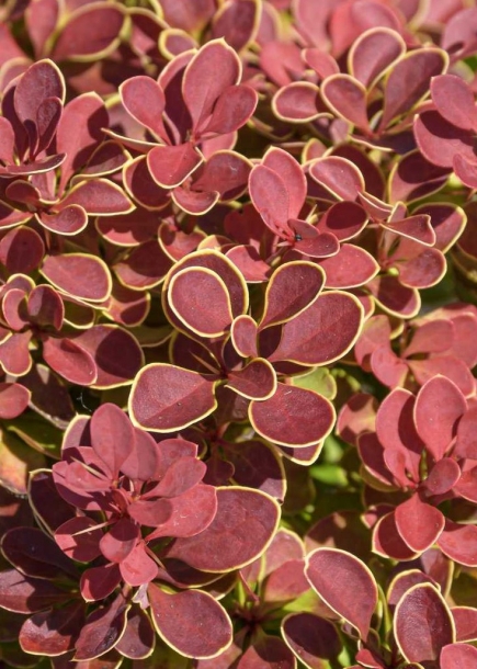 매자나무'루비스타'