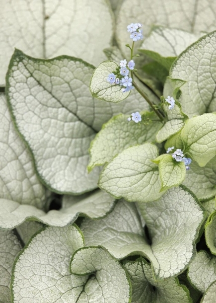 브루네라'알렉산드리아'