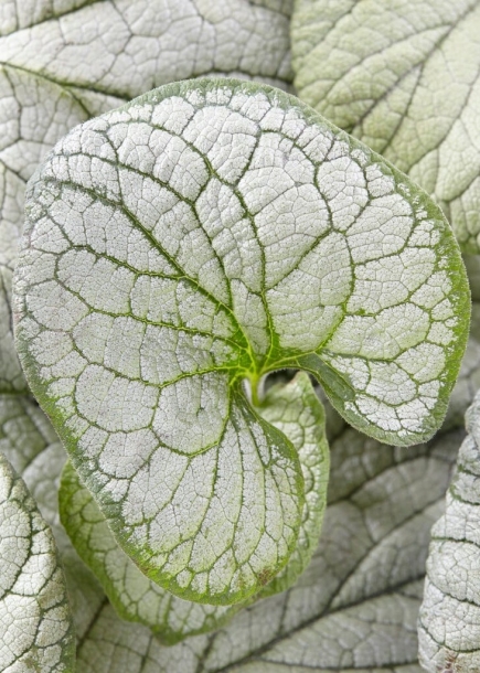 브루네라'실버하트'