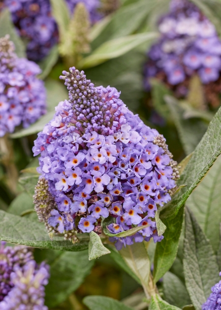 붓들레야'리틀락스타블루'